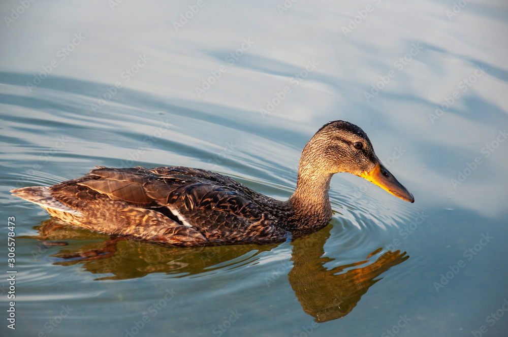 Beautiful motley bird duck is swimming in the river Beautiful motley bird duck is swimming in the river