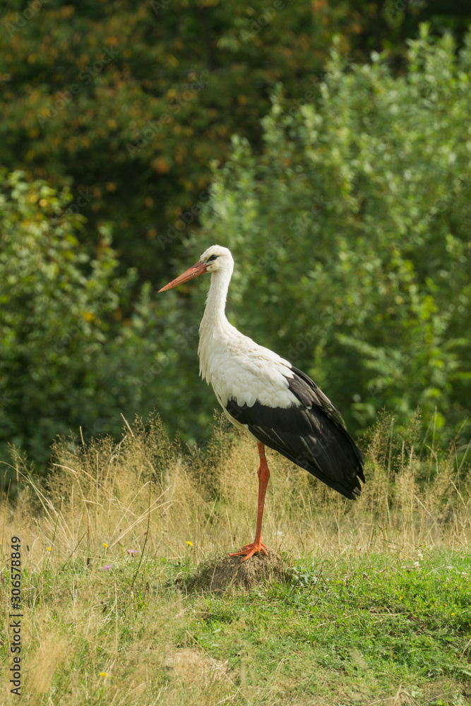 White Stork standing on mole barrow White Stork standing on mole barrow