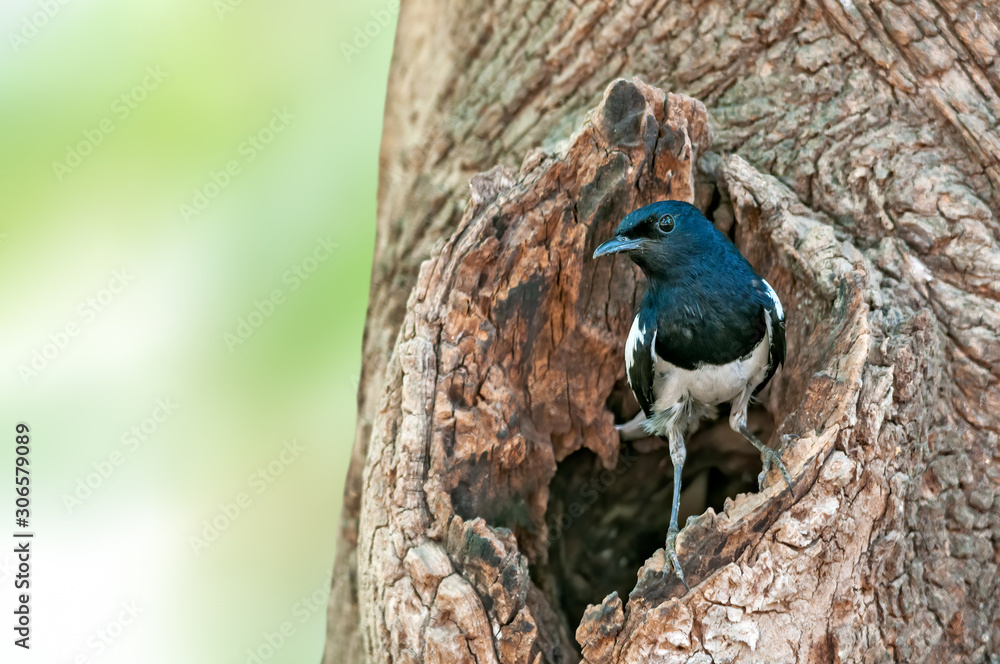 Obraz premium A male magpie robin is at nest hole on a tree