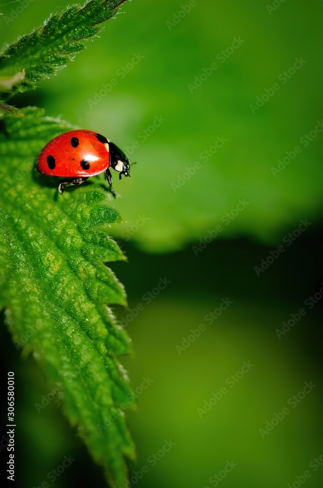Beautiful ladybird posing on the green leaf. Beautiful ladybird posing on the green leaf.