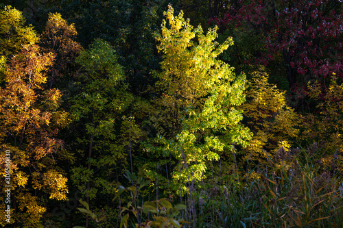 Autumn colors in park of Canada