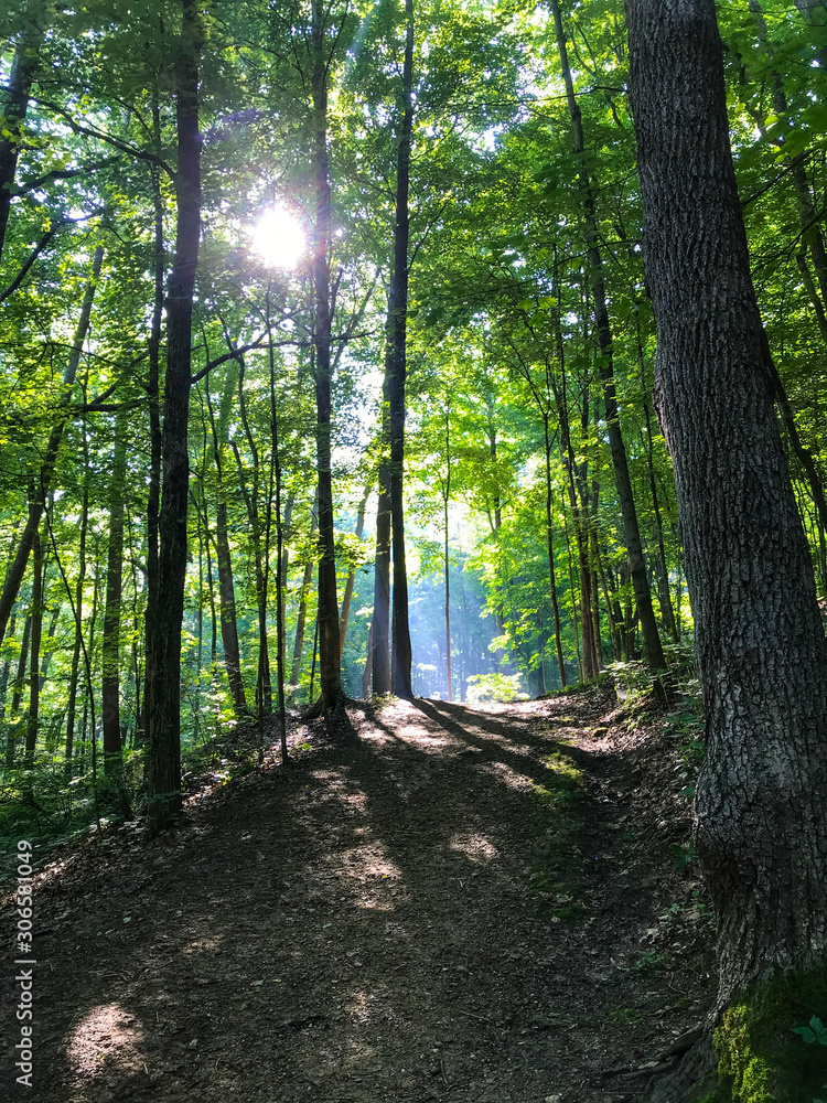 Fototapeta premium path in the forest