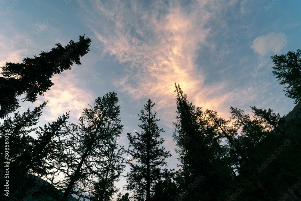 Fototapeta premium Silhouette of fir trees on a background of beautiful pink clouds at sunset. View from the bottom up. Romance of hiking.