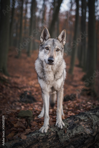 Kaira is a Czechoslovakian wolfdog