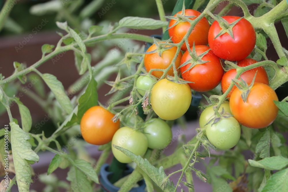 Bio-Tomaten, Cocktail-Tomaten an einem Strauch im Gemüsegarten