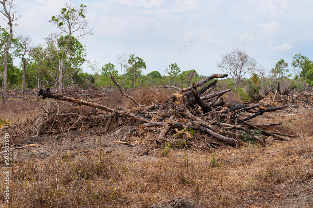 leftovers and deforestation of native vegetation leftovers and deforestation of native vegetation