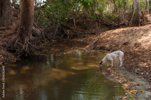 skinny dog drinks water from stagnant pond