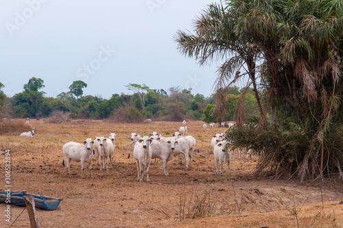 cattle and feeeding blue bins in the cerrado
