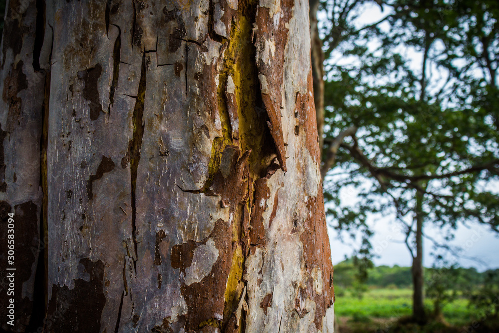 Obraz premium Trunk of a tree
