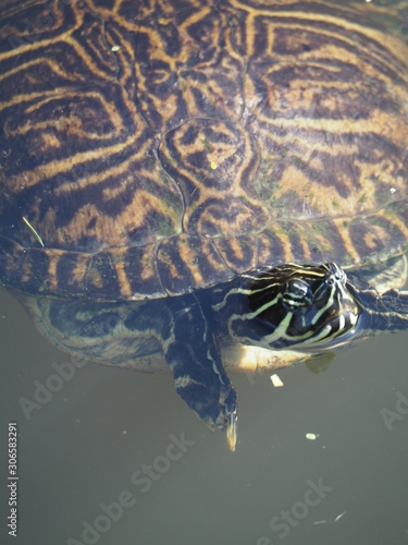 Fototapeta Naklejka Na Ścianę i Meble -  Close up of Florida Snapping Turtles