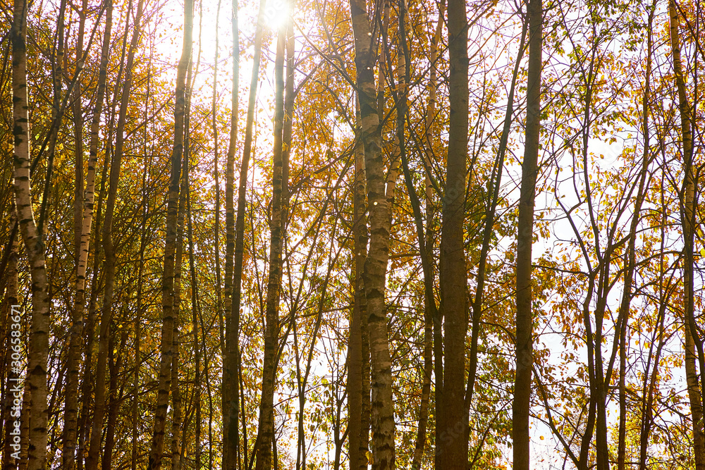 Beautiful autumn forest against the blue sky Beautiful autumn forest against the blue sky