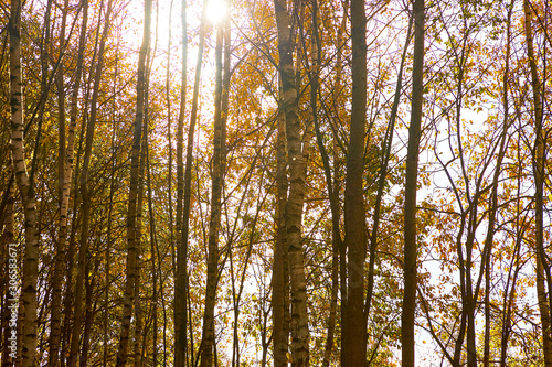 Fototapeta Naklejka Na Ścianę i Meble -  Beautiful autumn forest against the blue sky