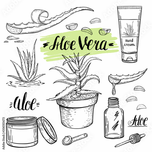  A sketch of a medicinal plant aloe vera and methods for its use in cosmetology and medicine. Homeopathic herbal remedy.