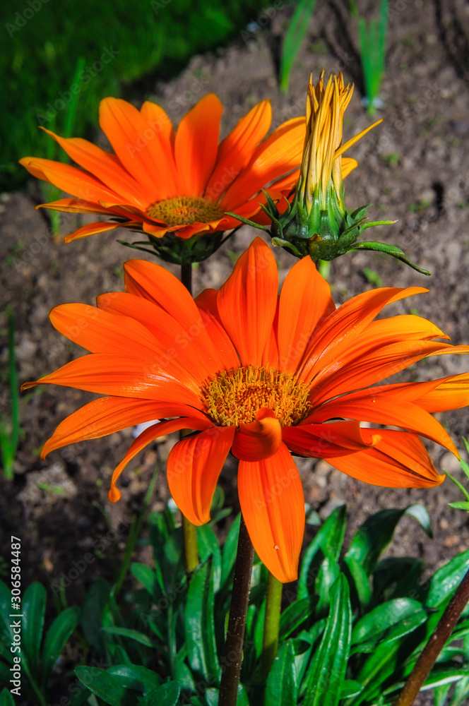 orange flowers in the garden