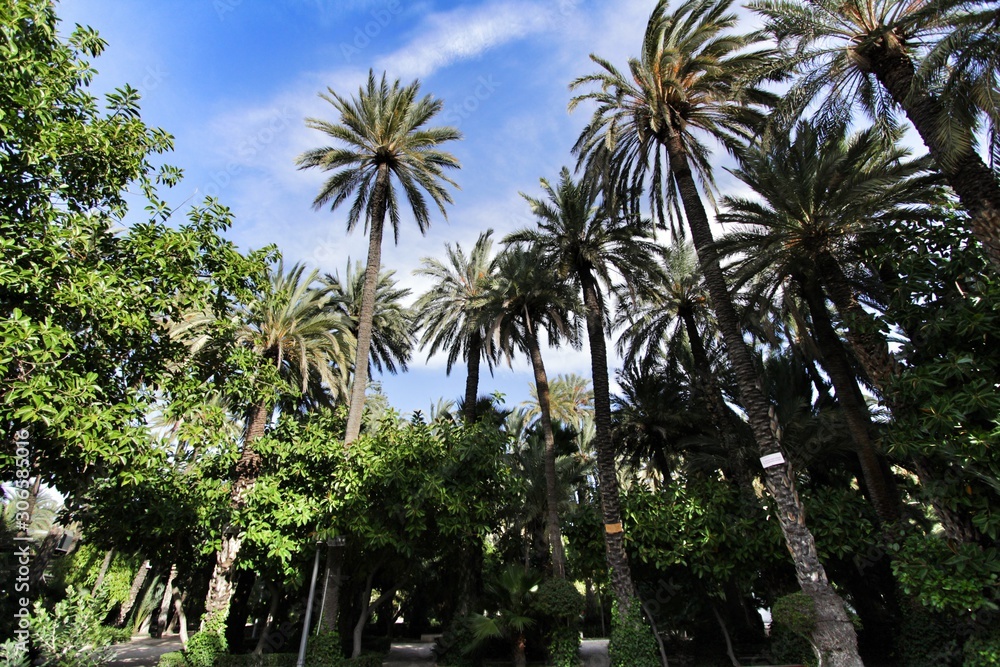 Beautiful and leafy municipal park in Elche between palm trees
