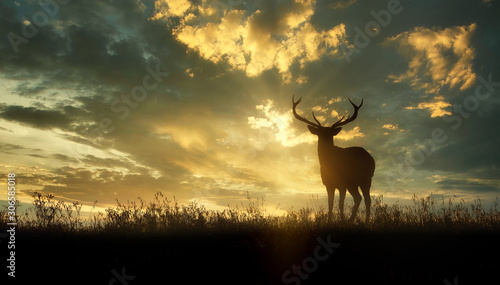 Fototapeta Naklejka Na Ścianę i Meble -  deer at sunset