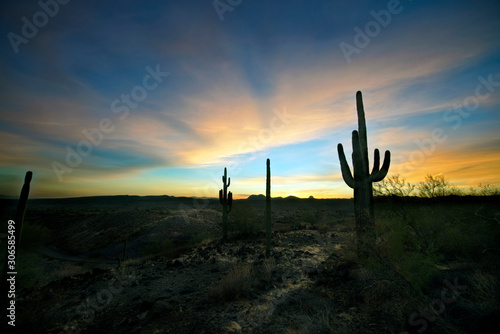Cactus in Silhouette at Sunset © David Arment
