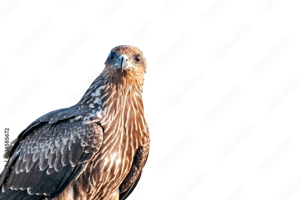 Fototapeta premium Black eared kite portrait against white background