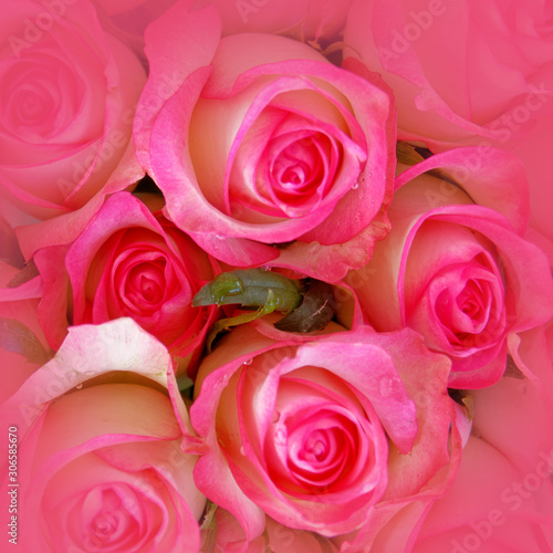 colorful pink white roses bouquet top view  soft and airy natural background