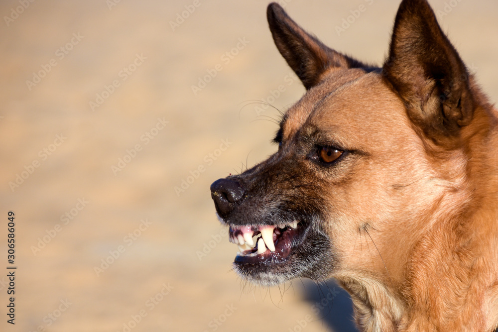 Fototapeta premium a dog whose animal grin. fury and naked fangs