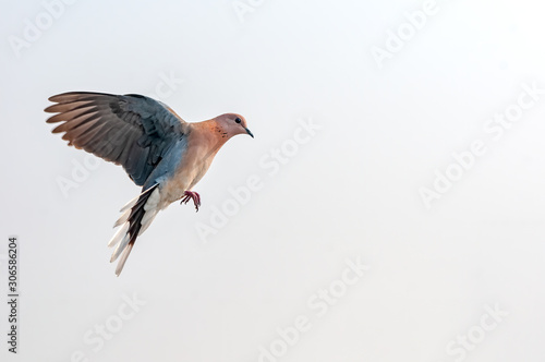 A laughing dove quickly preparing for land