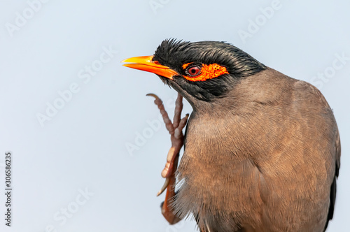 Photos A portrait of bank myna doing preen