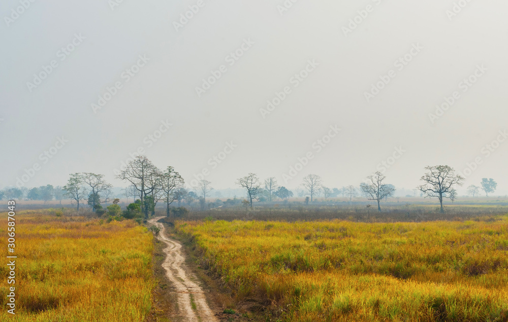 A dirt road surrounded by ivory grass in Kaziranga National Park, India.