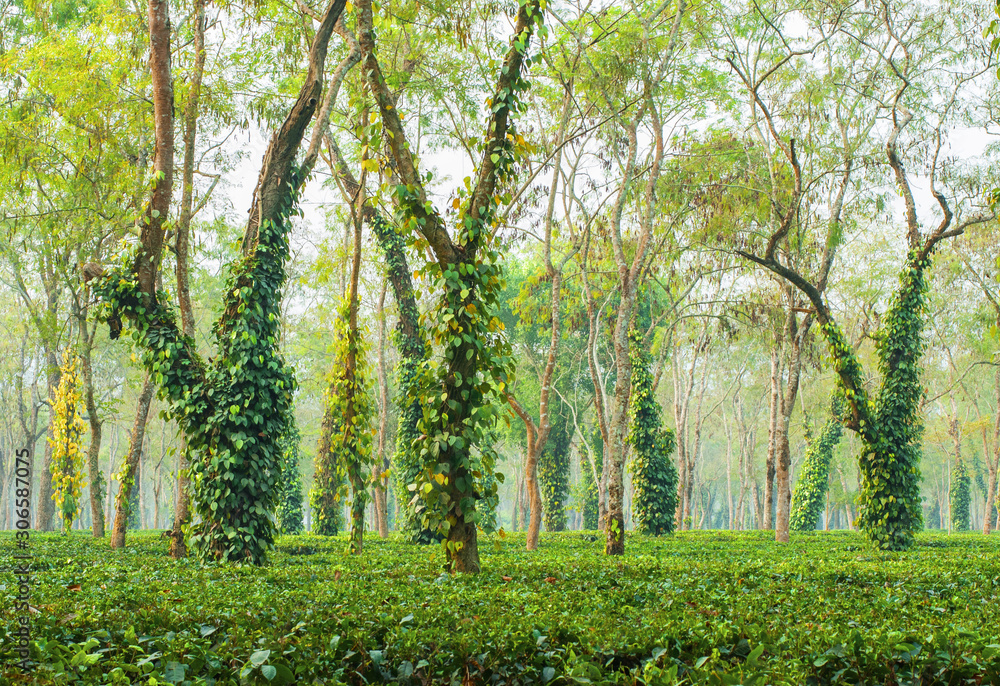 Naklejka premium Trees covered with lianas