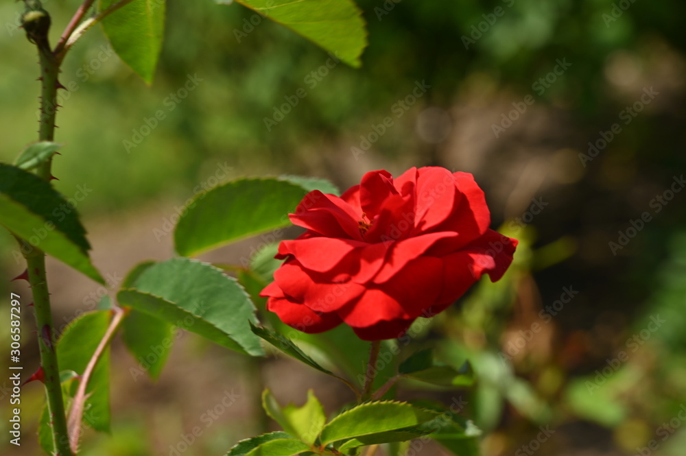 Obraz premium Pink flowers