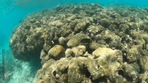 Recife de corais