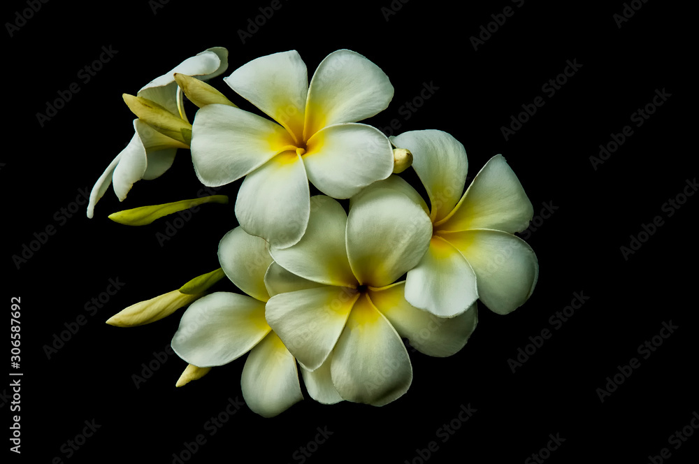 Fototapeta premium Beautiful and delicate plumeria flowers isolated on black background. Frangipani.