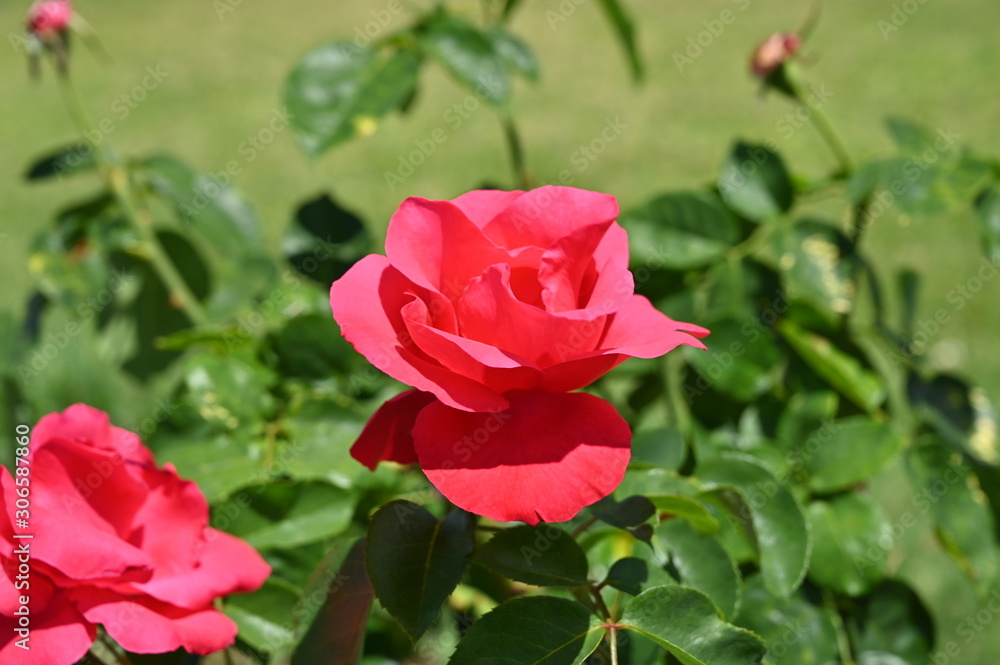 Pink flowers