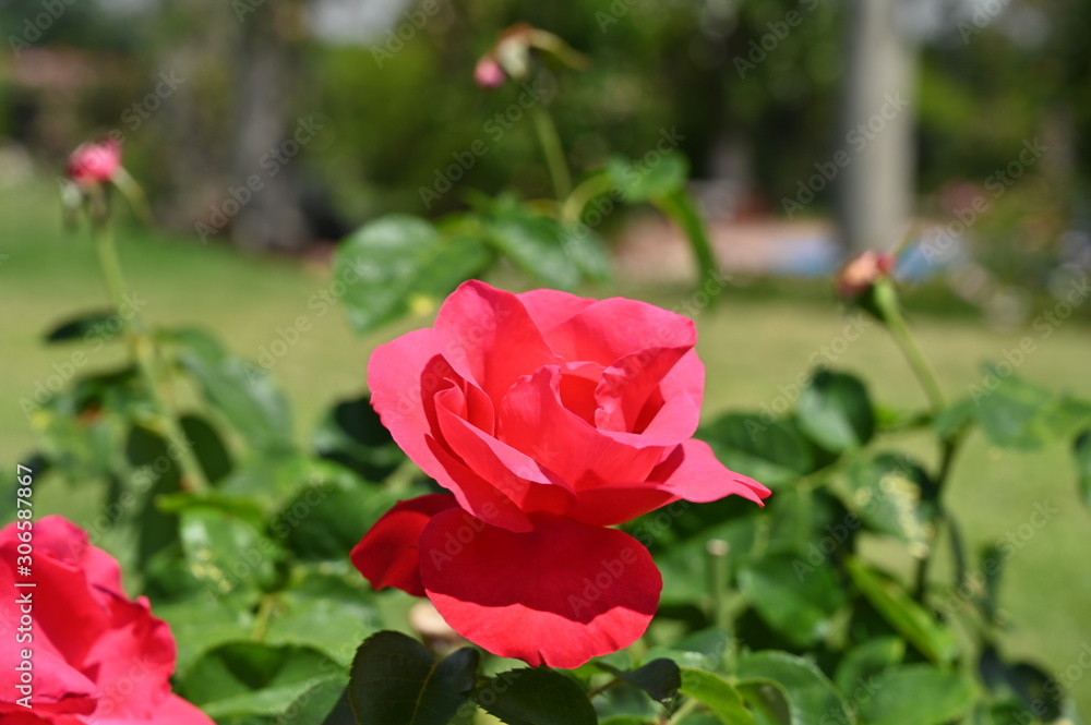 Pink flowers