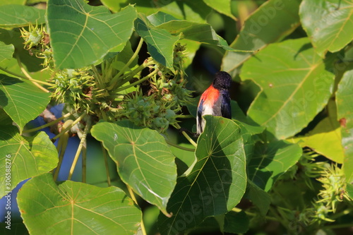 mistletoebird photo