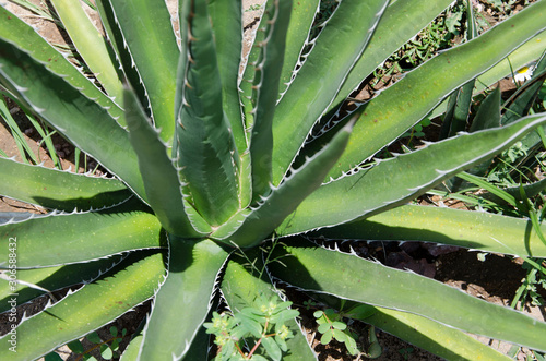 Agave kerchovei, Mexican desert plant with spiny green leaves photo