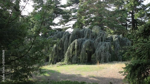 Atlas cedar or Cedrus atlantica Glauca Pendula. Coniferous evergreen tree with weeping branches and blue needles photo