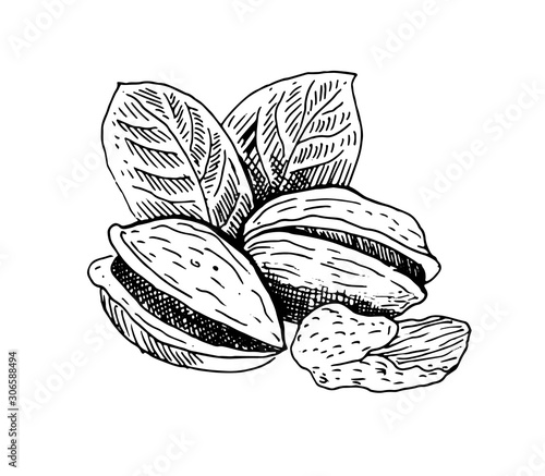 Pistachios nut, whole nut, shell and kernel of a nut