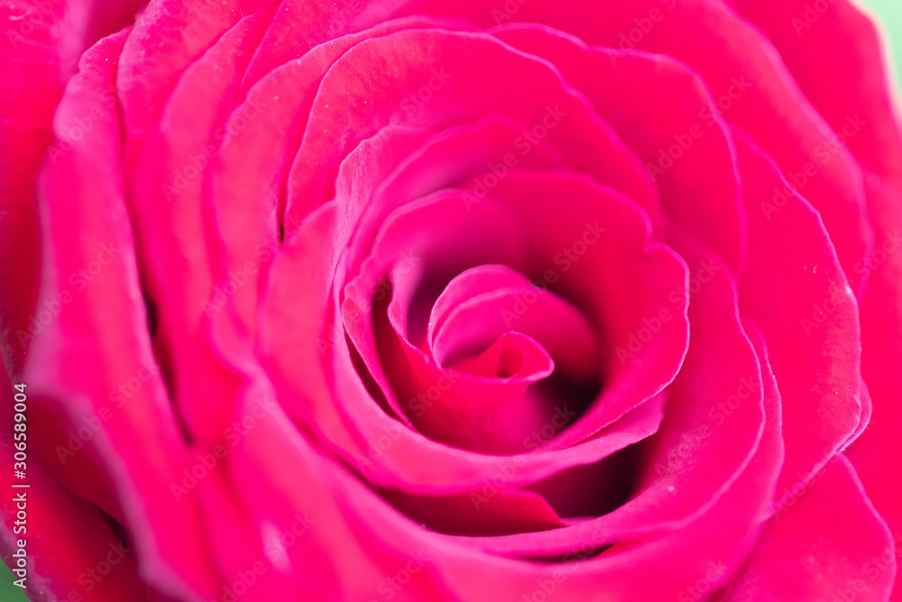 rosa vermelha com close nas pétalas rosa vermelha com close nas pétalas
