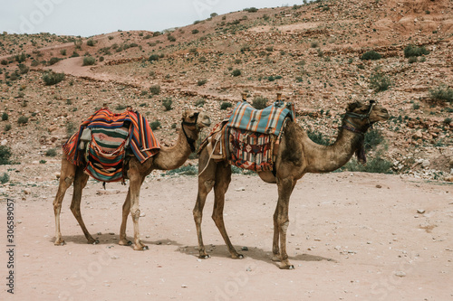 Tourist camel transport in Petra, Jordan © David