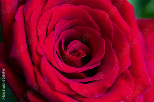 rosa vermelha com close nas pétalas