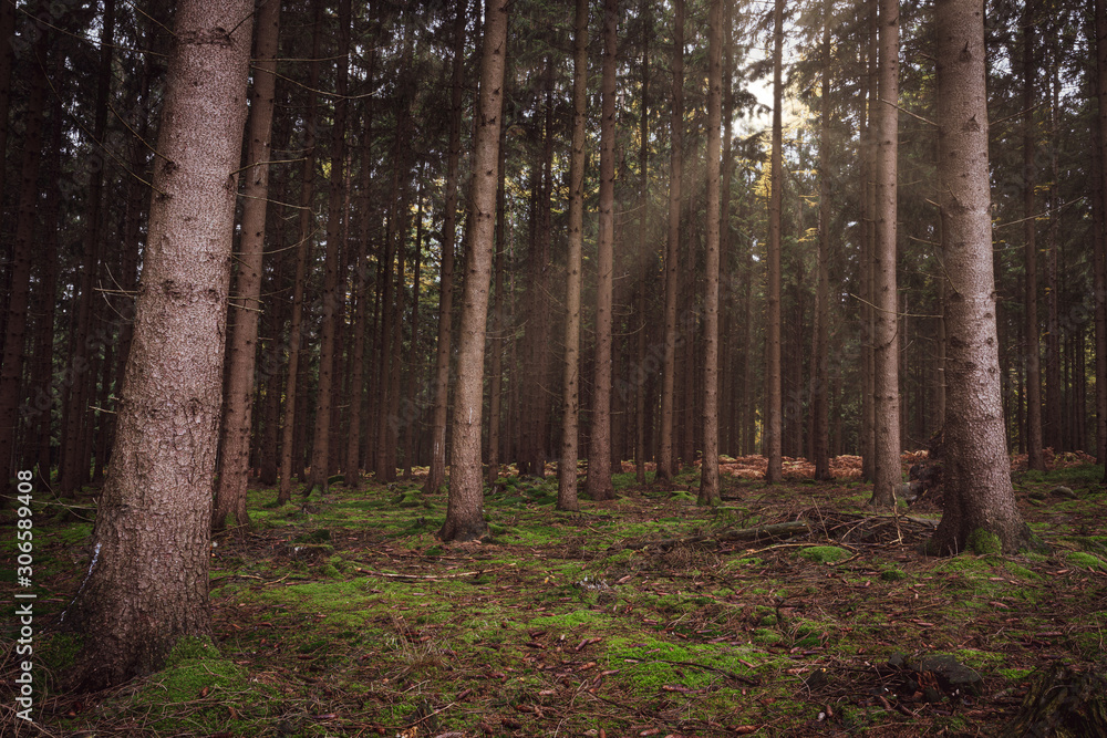 Obraz premium Sonnenstrahlen brechen durch einen dunklen Tannenwald