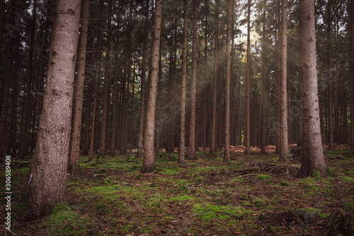 Sonnenstrahlen brechen durch einen dunklen Tannenwald