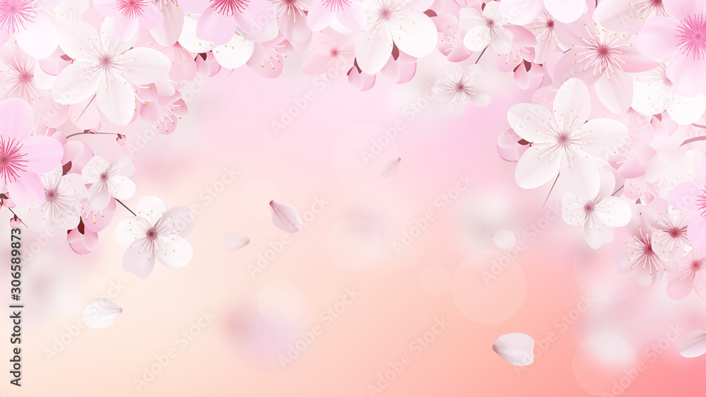 Blossoming light pink sakura flowers. Realistic cherry flowers