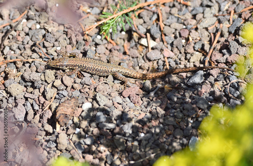 A beautiful little lizard stands on pebbles in a home garden