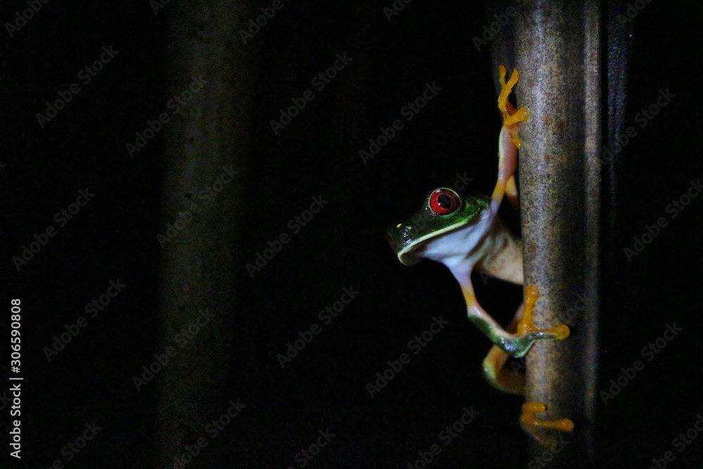 Obraz premium red-eyed tree frog by night