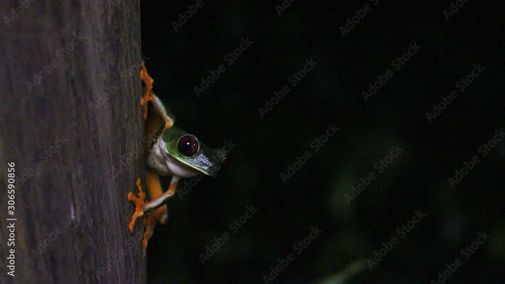Obraz premium red-eyed tree frog by night