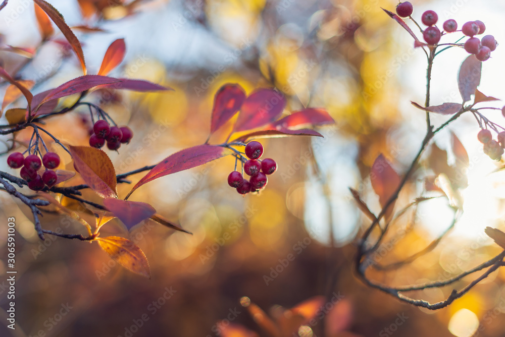red berries on a branch in autumn red berries on a branch in autumn
