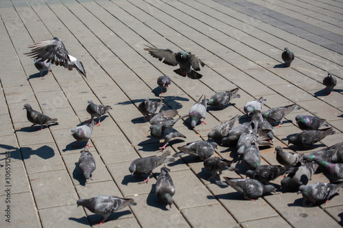 Lovely wild pigeons bird live in urban environment photo