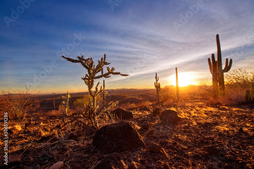 Cacti in Desert at Sunset