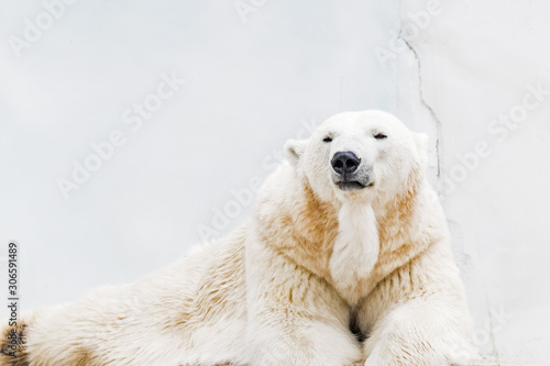 Resting polar bear